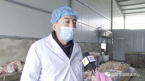 从“鸡身份证”到餐桌安全 临夏禽类屠宰加工的革新之路